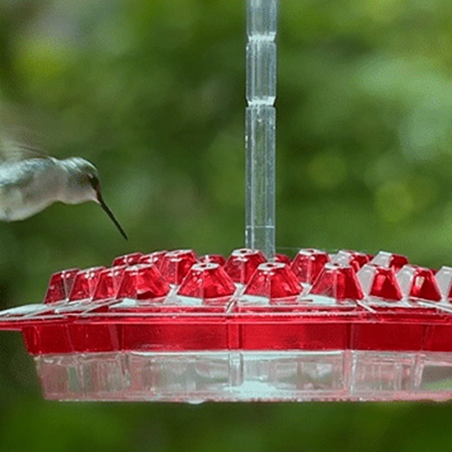 Hummingbird Feeder With Perch And Built-in Ant Moat - beumoonshop